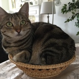 Entry image for Penny