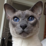 Entry image for Leo Richardson 