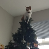 Entry image for Stella 