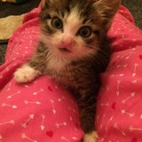 Entry image for Shmoopy 