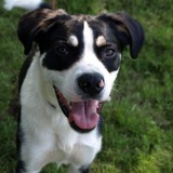 Entry image for finnigan