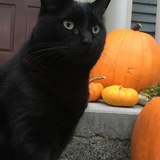 Entry image for Bruce