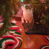 Entry image for Butterscotch