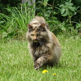 Entry image for Penny