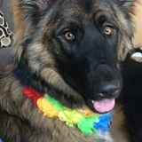 Entry image for Lu Lu