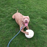 Entry image for Ammo