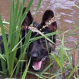 Entry image for Huckleberry