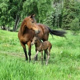 Entry image for Magic & Kip