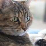 Entry image for Chakai