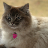 Entry image for Eponine