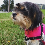 Entry image for Rosie