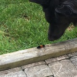 Entry image for Cooper 