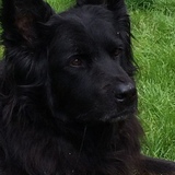 Entry image for Cooper