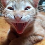 Entry image for Squooshy 