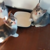 Entry image for Emma Katie and Jackie