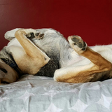 Entry image for Rocky