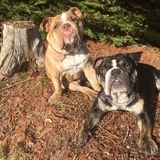 Entry image for Biggie-Biggs & Bear