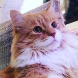 Entry image for Mr. Pusskins 