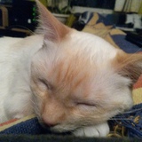 Entry image for Kitty