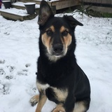 Entry image for Bowser