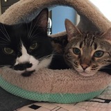 Entry image for Oreo and Cookie