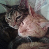 Entry image for TigerLeah + Rusty