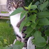 Entry image for Muchka