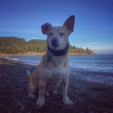 Entry image for Bruno