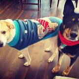 Entry image for Flip & Rufus