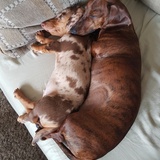 Entry image for Brewster & Milo