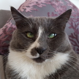 Entry image for Mimzi