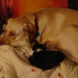 Entry image for Lula