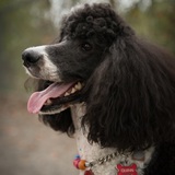 Entry image for Quinn