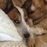 Entry image for Isabella