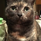 Entry image for Camira