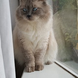 Entry image for Phil-lincoln