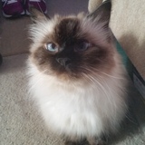 Entry image for Sama