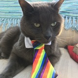 Entry image for Cheemo 