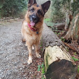 Entry image for Shadow