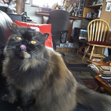 Entry image for Sheba