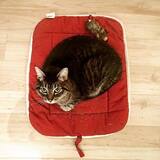 Entry image for Daigoro