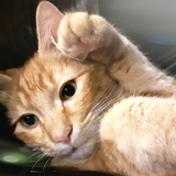 Entry image for Simba