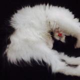 Entry image for Molly