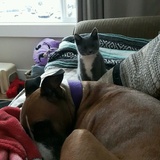 Entry image for Shug and Simon