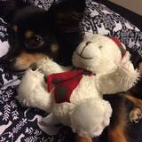 Entry image for Shyla