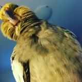 Entry image for Zoé