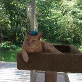 Entry image for Foster