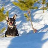 Entry image for Tanner