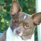 Entry image for Rosie