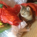 Entry image for Lucy